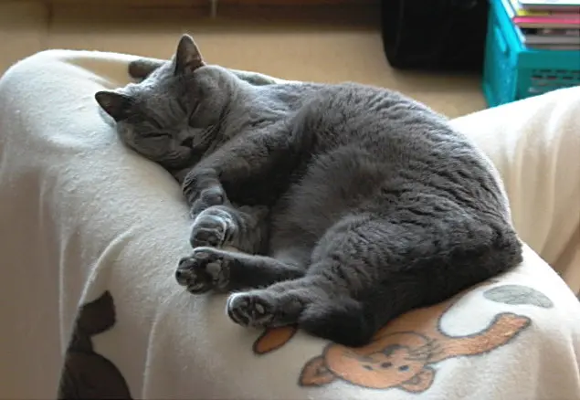 Andachtsbild von Hans u. Sibylle mit Momo † 13.11.2017