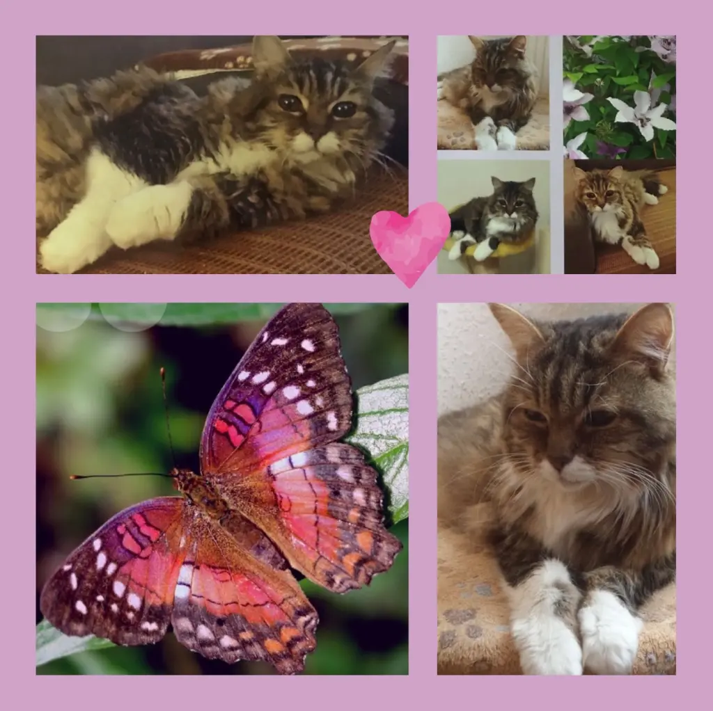 Andachtsbild von Rosen für Jule