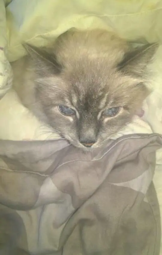 Andachtsbild von Corinna