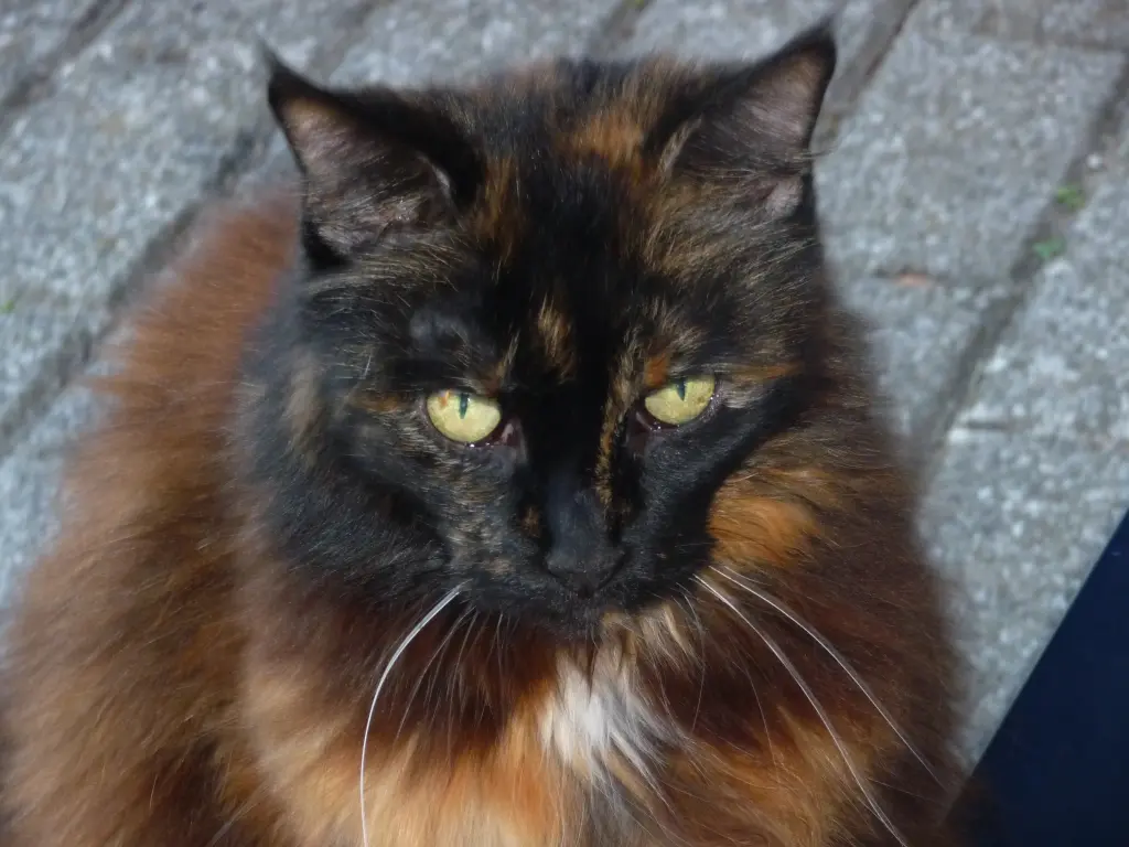 Andachtsbild von Corinna