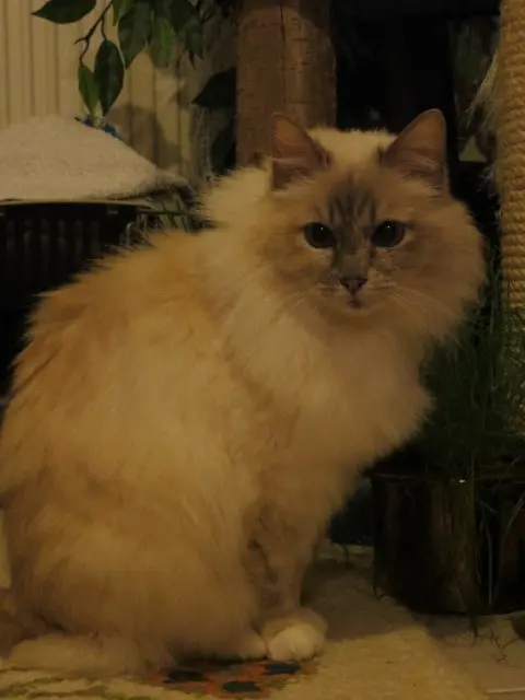 Andachtsbild von Uschi mit Seelenfreunden Shiva, Jojo und Merlin