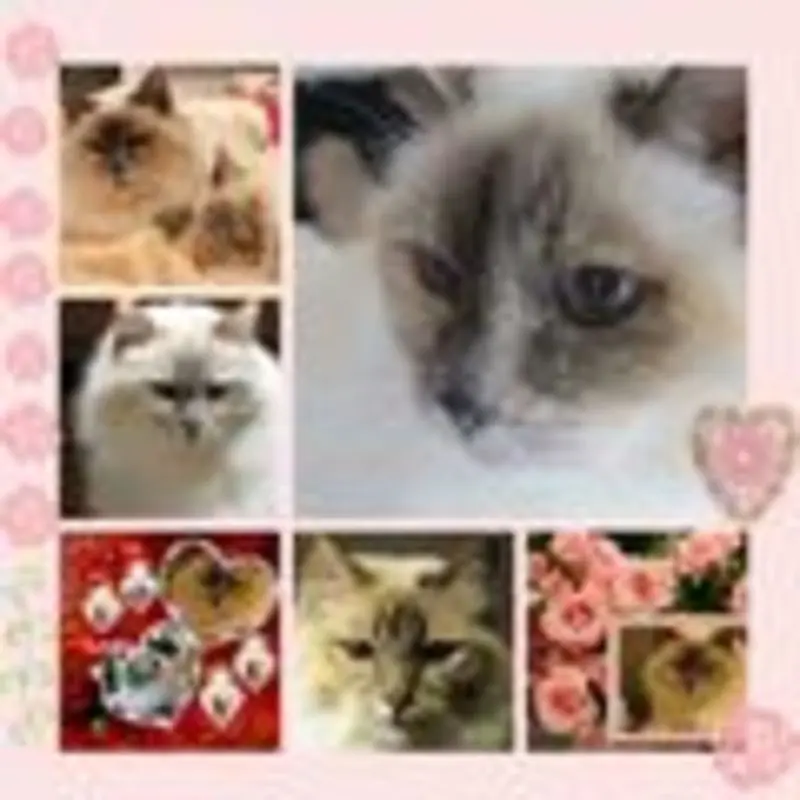 Andachtsbild von Jojo, Regenbogenland