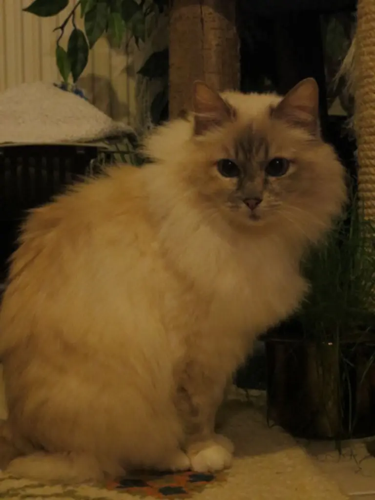 Andachtsbild von Jojo, Regenbogenland