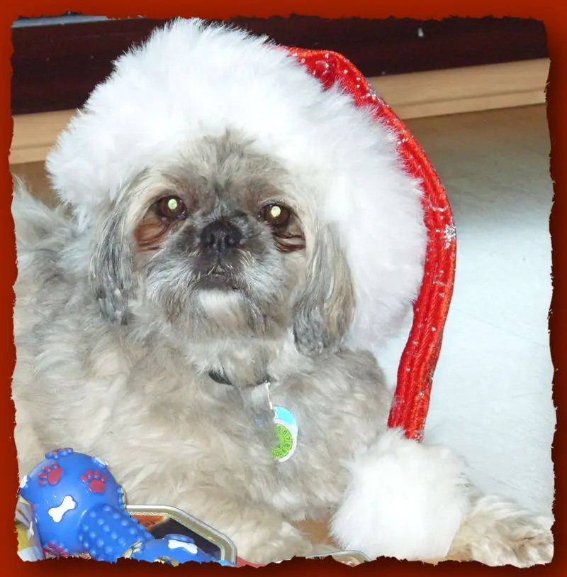 Andachtsbild von Kathrin mit Susi im Herzen