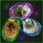 Andachtsbild von Uschi mit Seelenkatzen Shiva, Jojo und Merlin