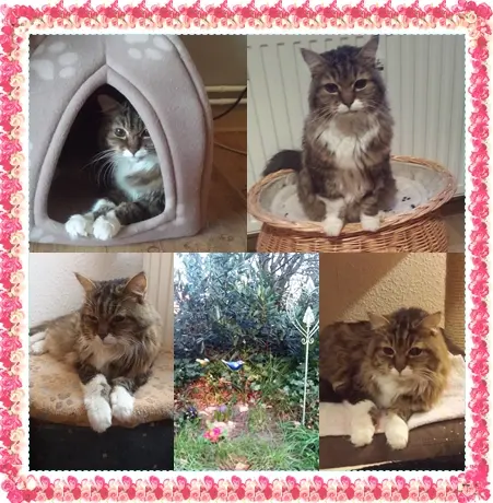 Andachtsbild von deiner Ilse in Liebe