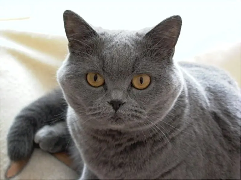 Andachtsbild von Hans u. Sibylle mit Momo † 13.11.2017