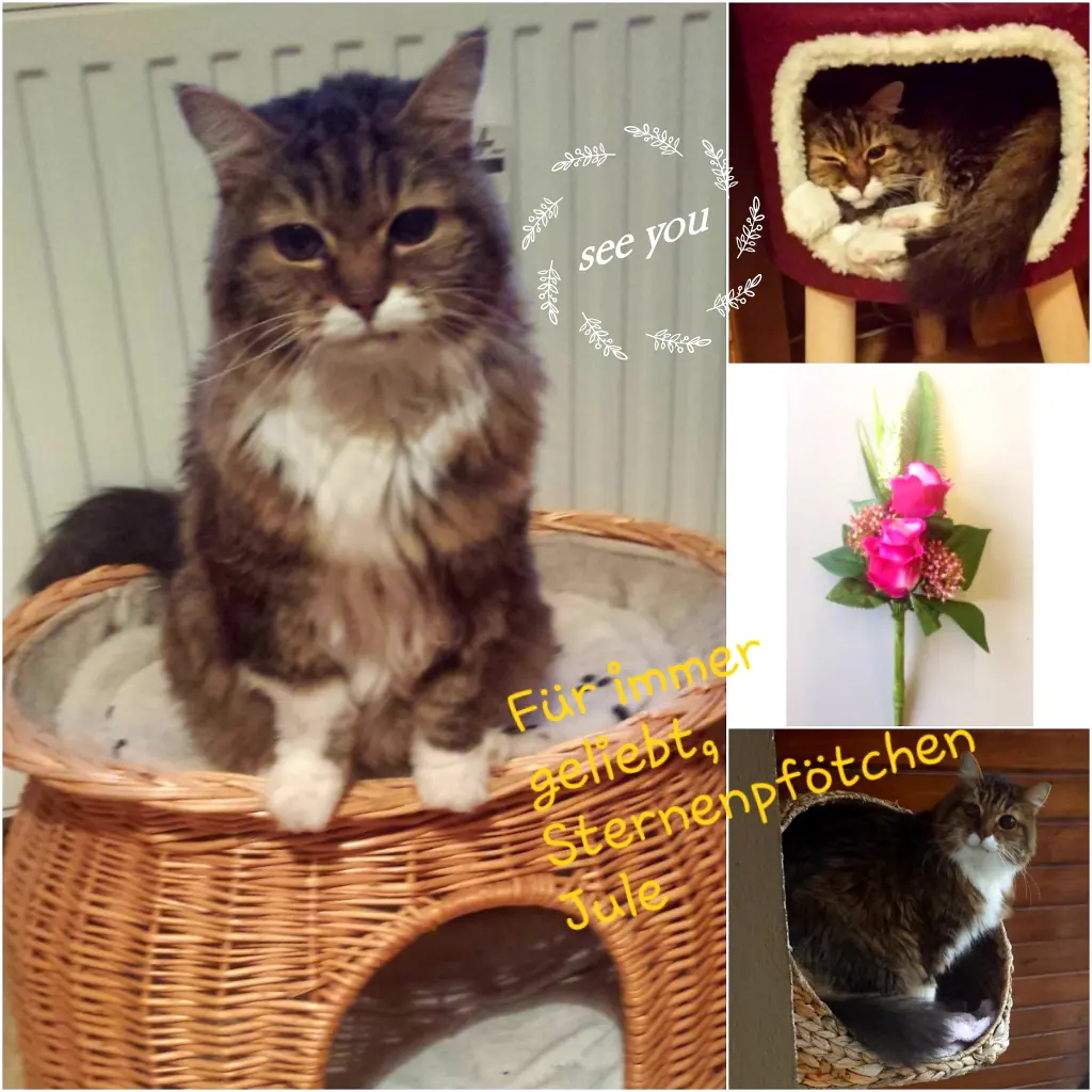 Andachtsbild von Eike und Edeltraud mit Mulle Miezi ,Jonny und Felix  tief im Herzen ♥️♥️♥️♥️