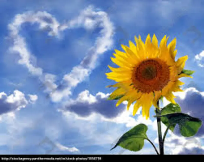 Andachtsbild von Uschi mit Seelenfreunden Shiva, Jojo und Merlin