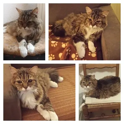 Andachtsbild von deiner Ilse 14 Monate ohne dich