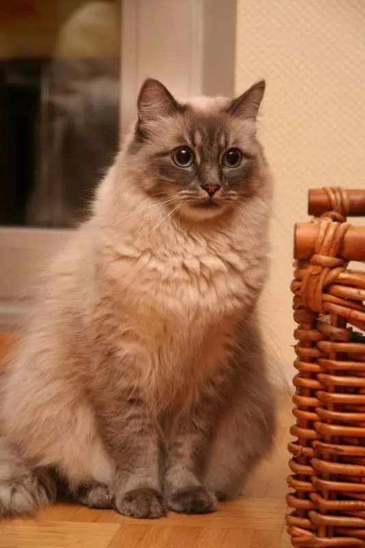 Andachtsbild von Corinna mit Emma, Pummelchen, Mietzi und Pussi-Jöngi im Herzen