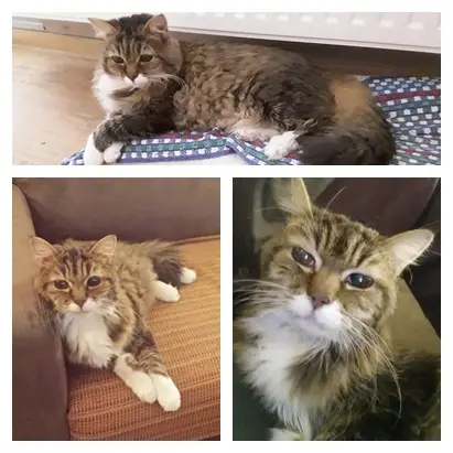 Andachtsbild von deiner Ilse, 1 Jahr und 5 Monate ohne dich