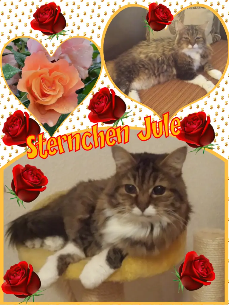 Andachtsbild von Eike und Edeltraud mit Mulle, Miezi, Jonny, Felix, Lemmi und Tommi tief im Herzen ❤❤❤❤❤❤