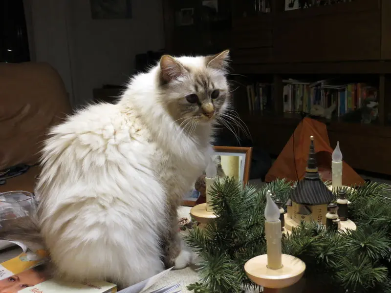 Andachtsbild von Uschi mit ihren STernchen Shiva, Jojo und Merlin