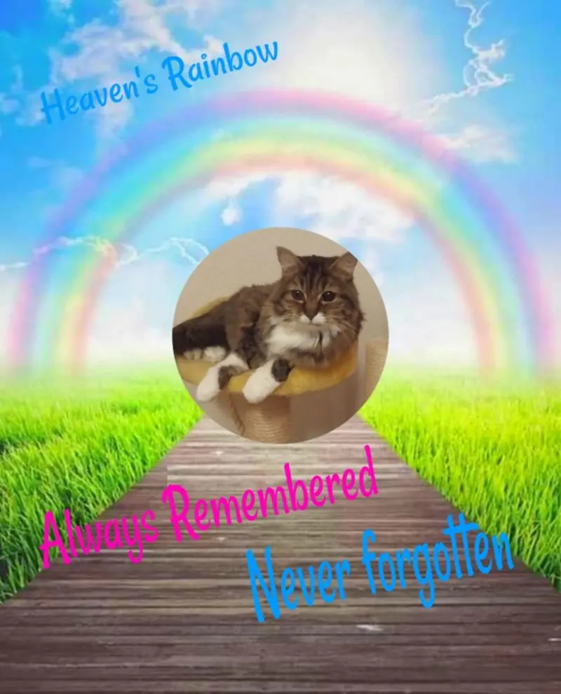 Andachtsbild von ❤️❤️❤️2. Sternchen❤️Gedenktag❤️