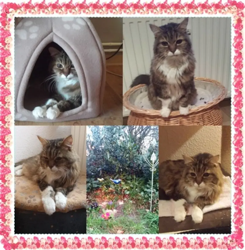 Andachtsbild von deiner Ilse zum 26. Gedenkmonat