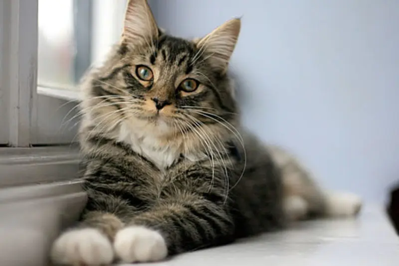 Andachtsbild von Tanja mit Timmy im Herzen