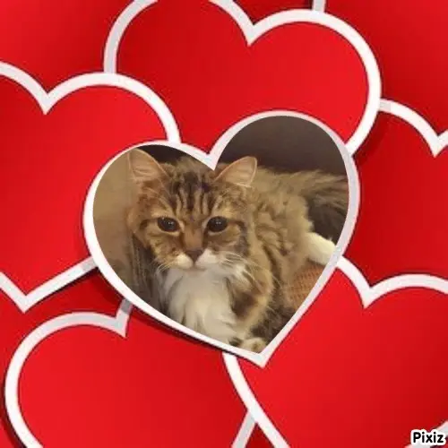 Andachtsbild von Tanja mit Timmy im Herzen 