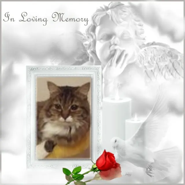 Andachtsbild von 3. Sternchen❤️❤️❤️Gedenktag❤️❤️❤️