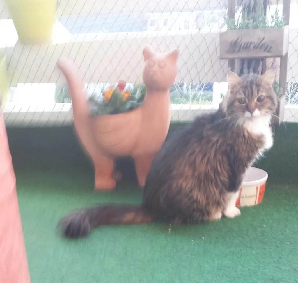 Andachtsbild von deiner Ilse in Liebe zum 40. Gedenkmonat