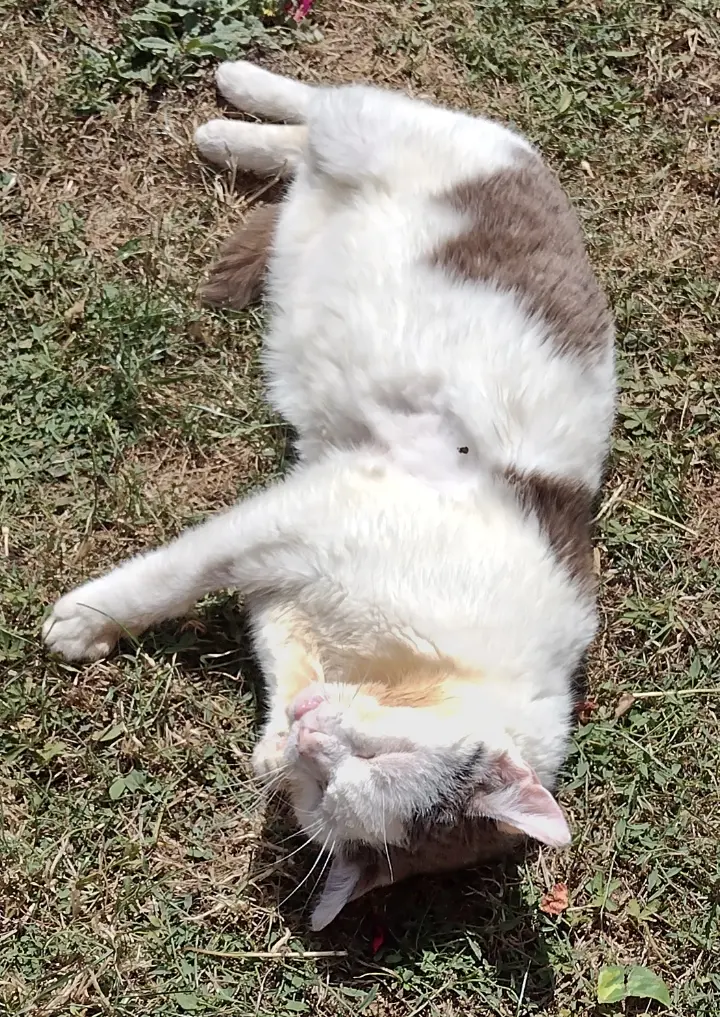 Andachtsbild von Corinna mit Emma, Pummelchen und anderen Sternlein im ❤️