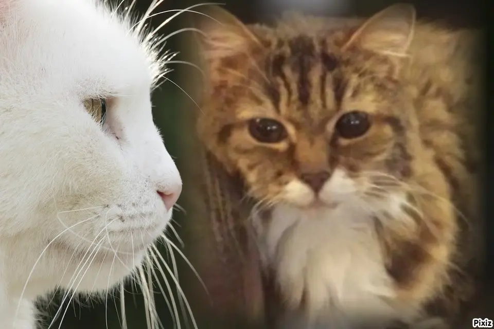 Andachtsbild von Tanja mit Timmy im Herzen 