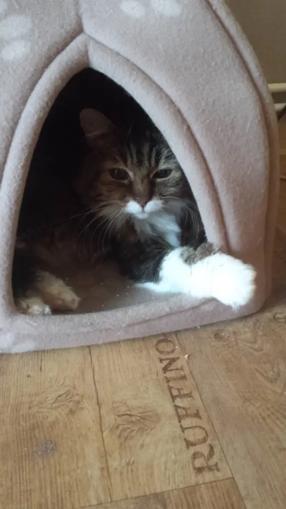 Andachtsbild von deiner Ilse in Liebe zum 46. Gedenkmonat