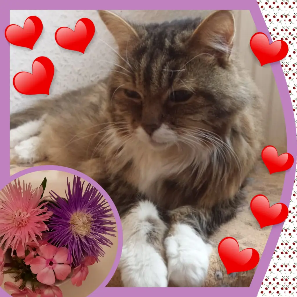 Andachtsbild von deiner Ilse in Liebe nachträglich zum 49. Gedenkmonat