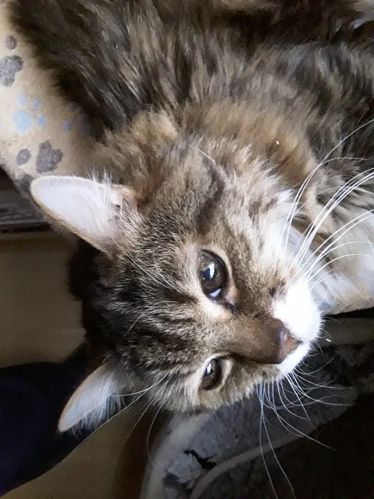 Andachtsbild von deiner Ilse in Liebe zum 52. Gedenkmonat