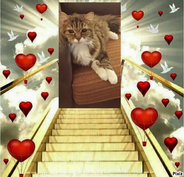 Andachtsbild von Tanja mit Timmy im Herzen 