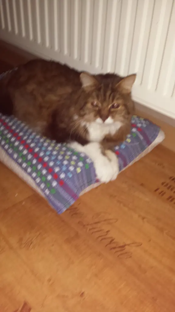 Andachtsbild von deiner Ilse in Liebe zum 55. Gedenkmonat