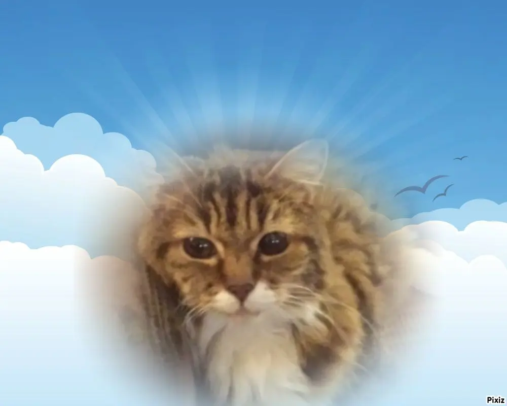 Andachtsbild von Tanja mit Timmy im Herzen 