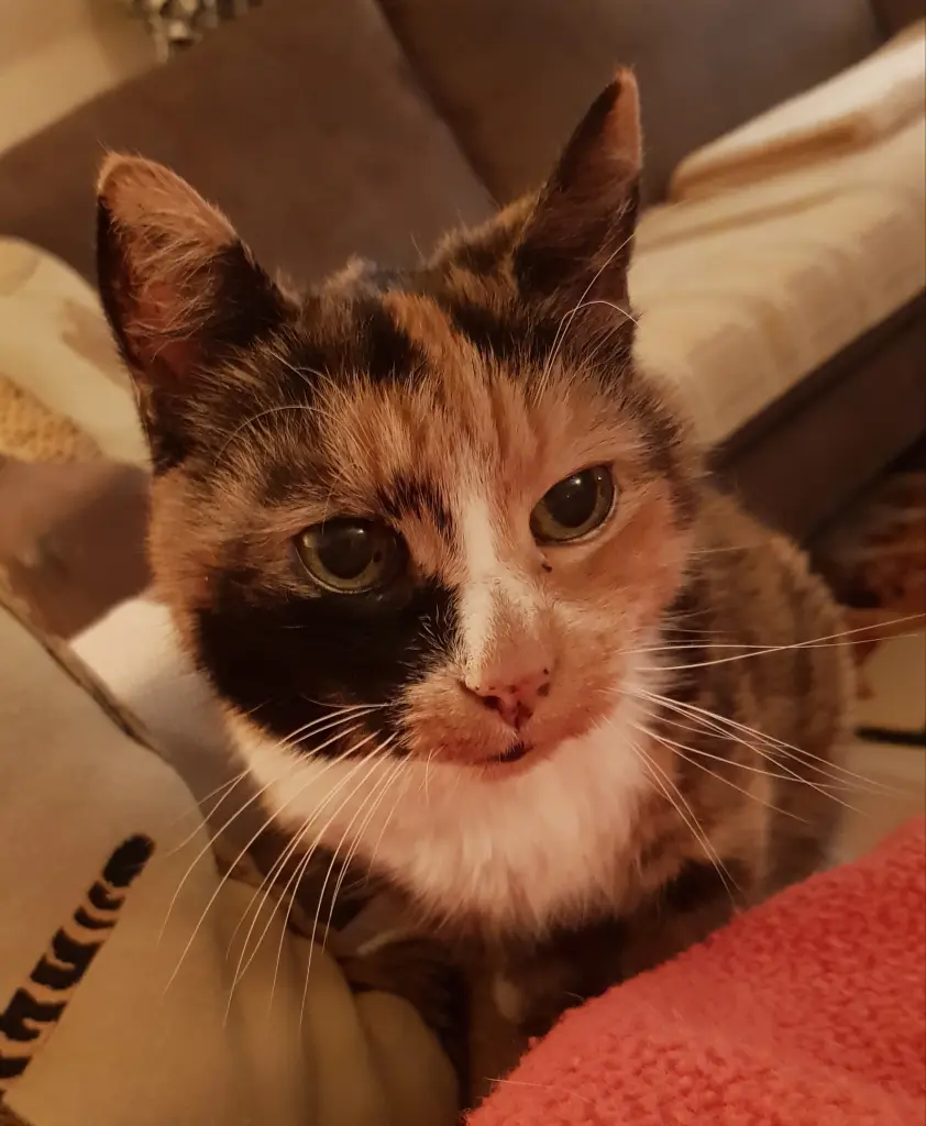 Andachtsbild von Ilse für mein geliebtes Mückchen