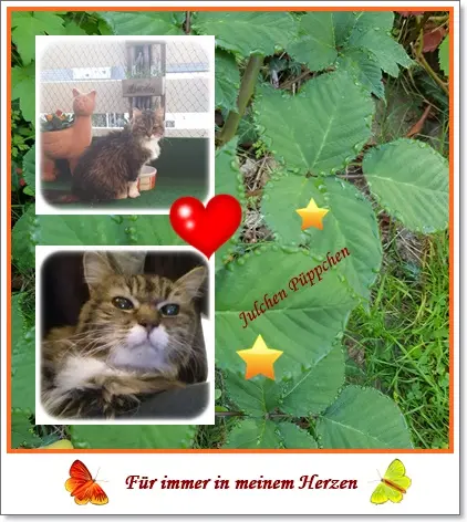 Andachtsbild von deiner Ilse in Liebe zum 59. Monatsgedenken