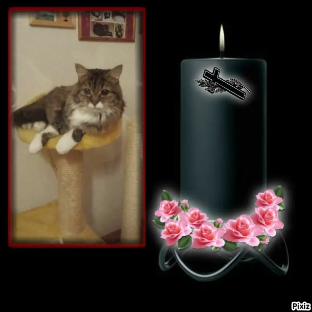 Andachtsbild von Tanja mit Timmy im Herzen 