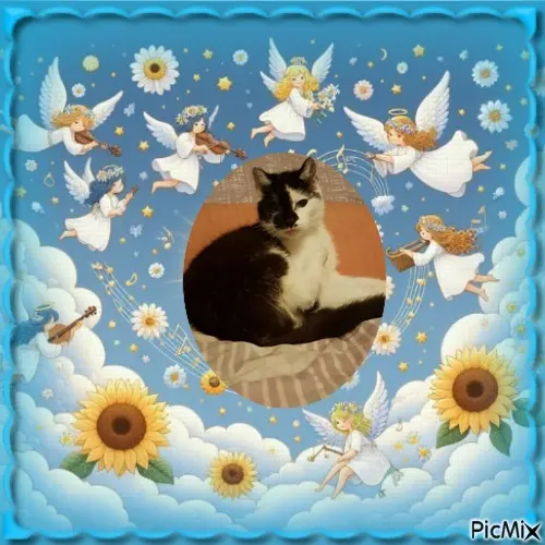 Andachtsbild von Fur Liebste❤️❤️❤️Antonialein❤️🐈⭐️🙏🙏🙏