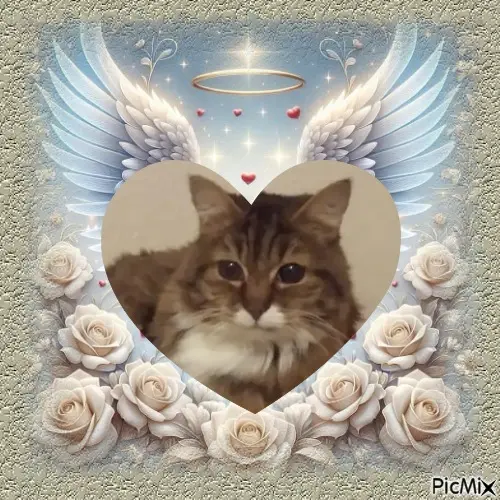 Andachtsbild von Fur Julchen❤️🐈⭐️💋💋💋💋💋💋💋