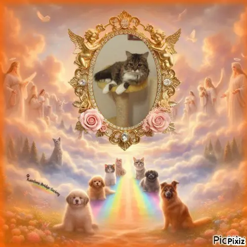 Andachtsbild von Tanja mit Timmy im 💖🐈🐾