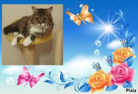 Condolence image of Tanja mit Timmy im 💖🐈🐾