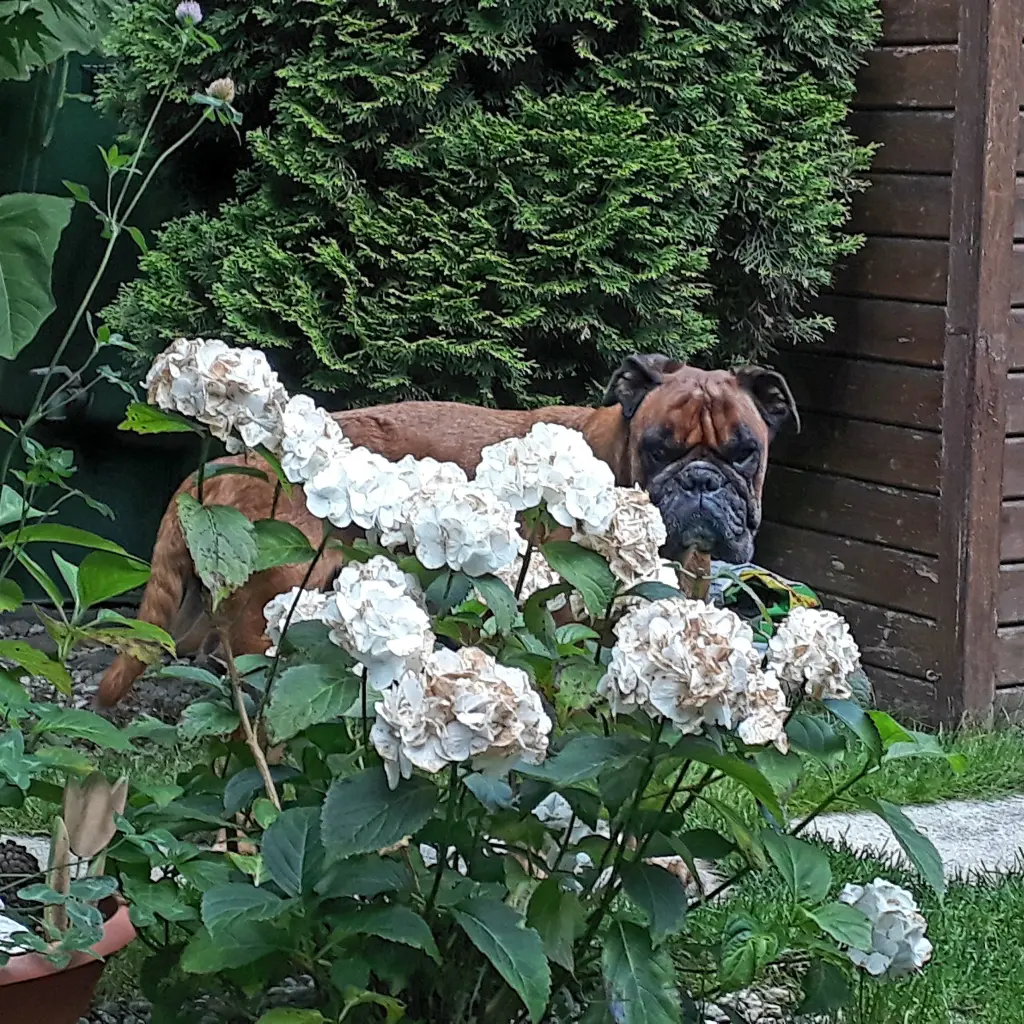 Condolence image of Simona  mit Easy ewig im Herzen