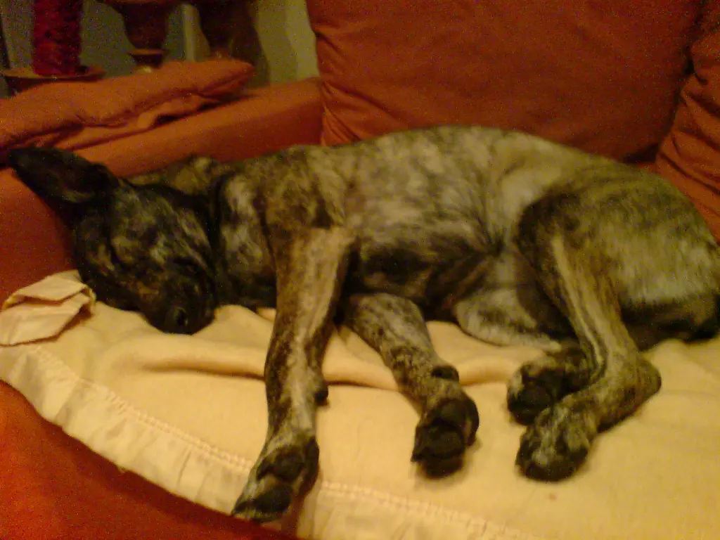 Image from Stine