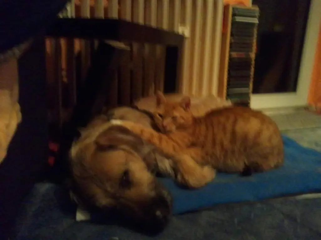 Condolence image of Sunnys Katzenmutti