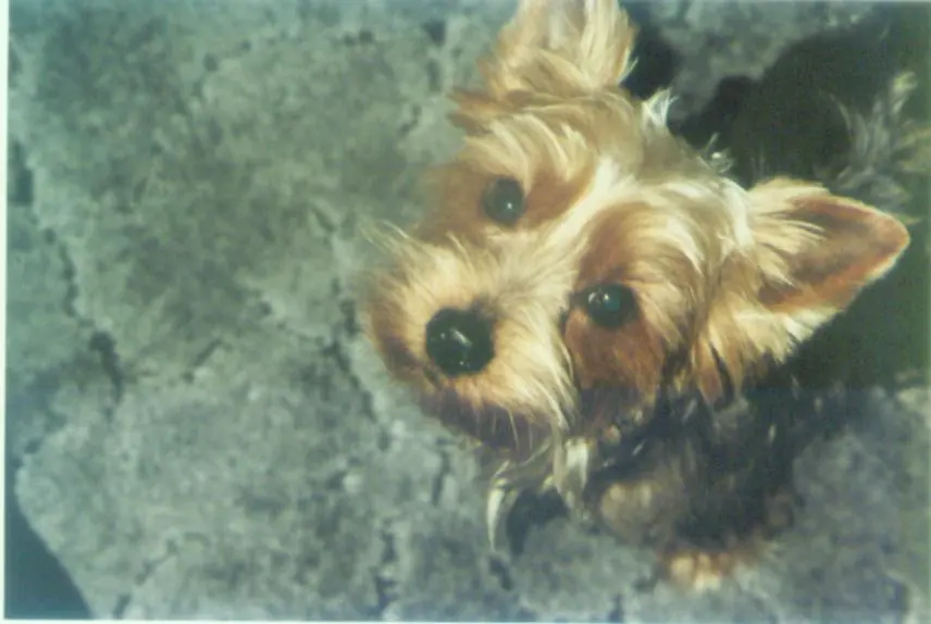 Image from Murphy