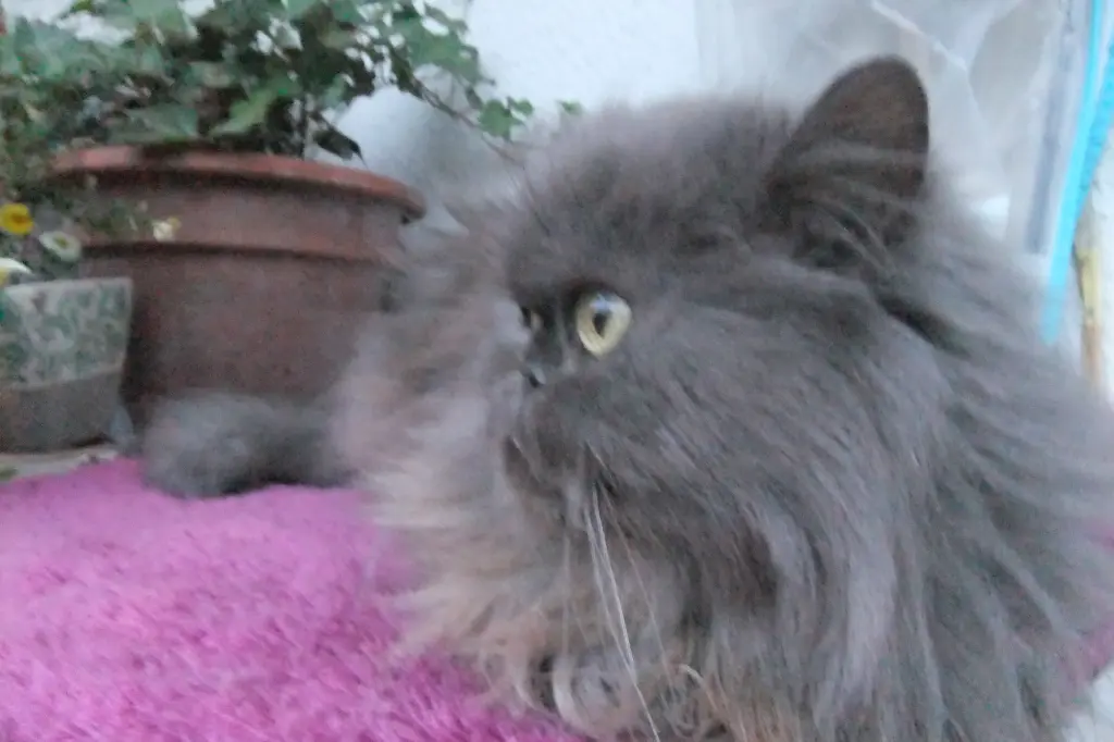Condolence image of Marie mit Merlin im Herzen