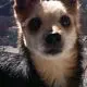 Image from Wolfi