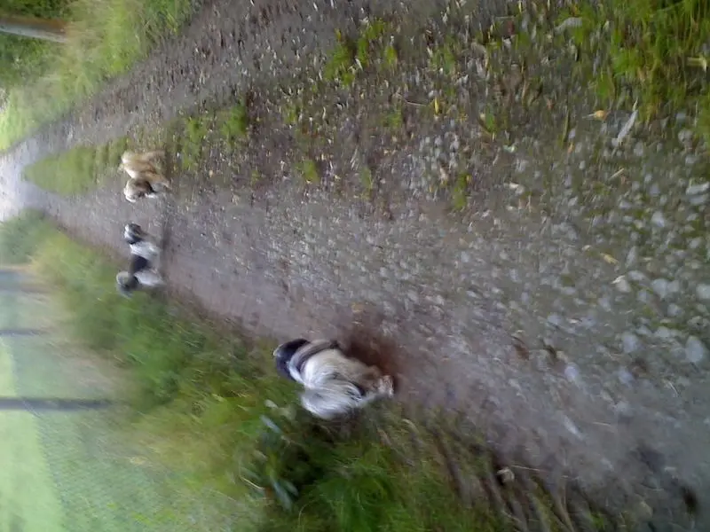 Andachtsbild von sabina mit sharky und Maitlyn im Herzen