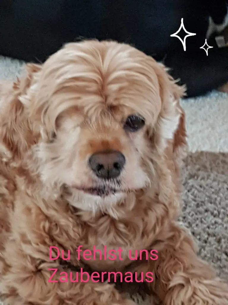 Image from Cookie