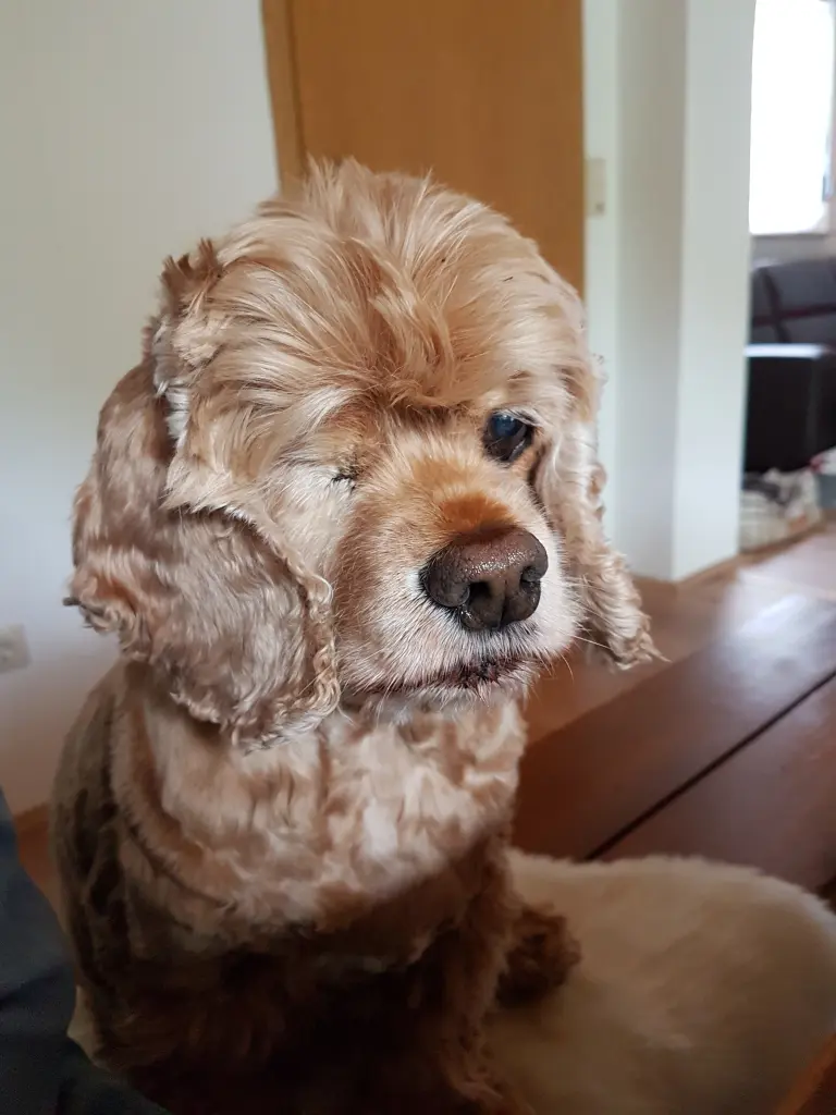 Image from Cookie
