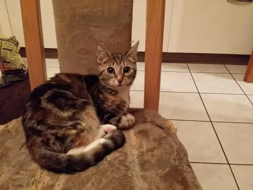 Image from Maru