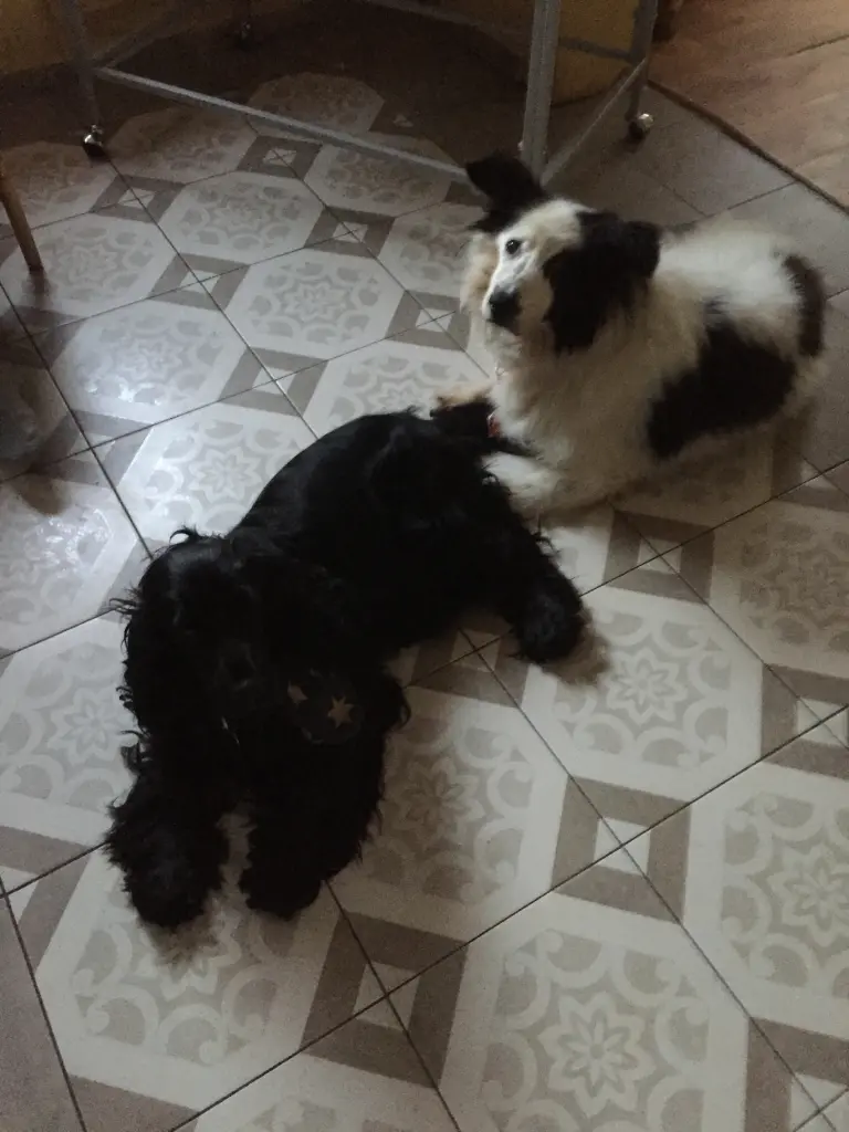 Image from Freki